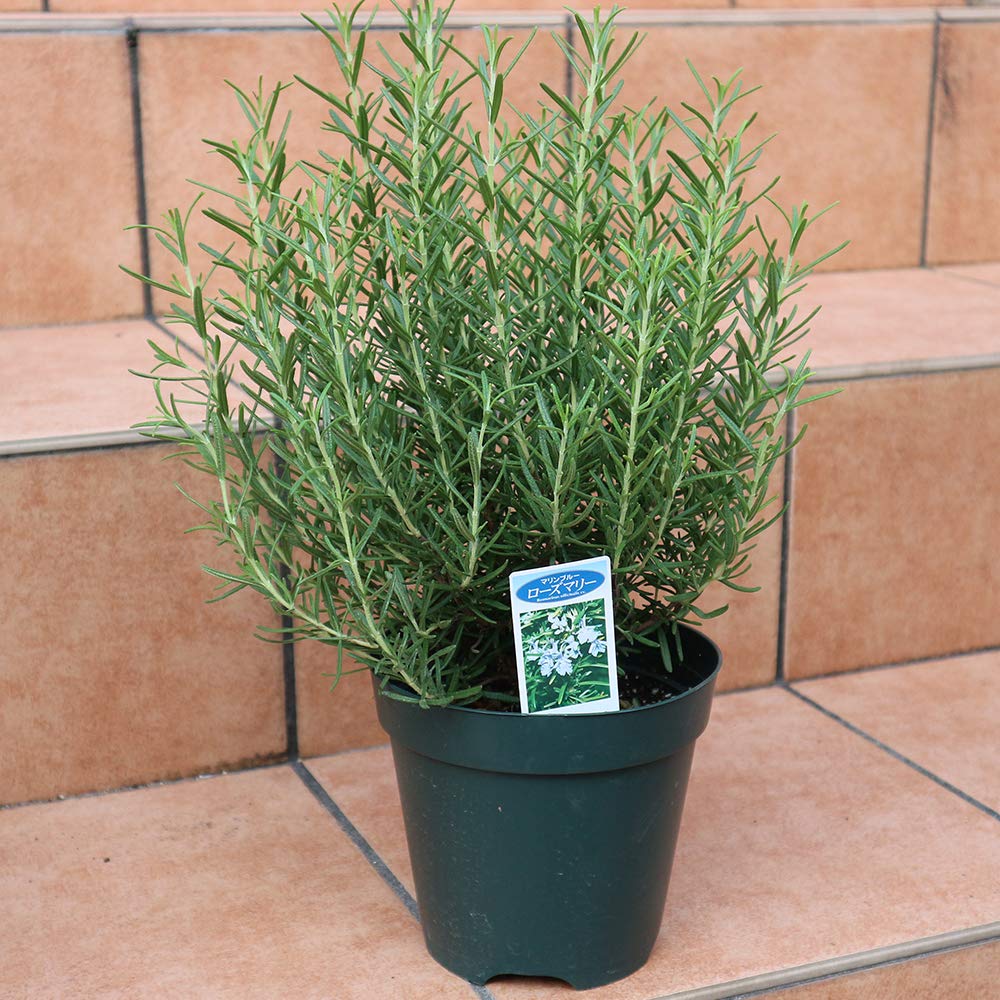 Amazon.co.jp: ITANSE ローズマリー マリンブルーの大苗【品種で